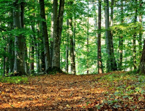 Gut versichert: Wälder mit vielen Baumarten wachsen gleichmäßiger