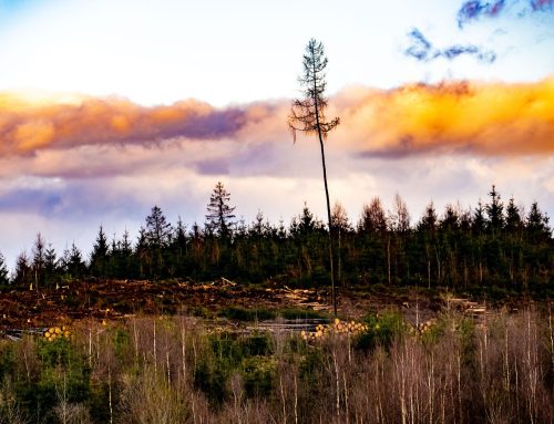Unerwartetes Waldsterben nach Klimaextremen beunruhigt Wissenschaftler weltweit