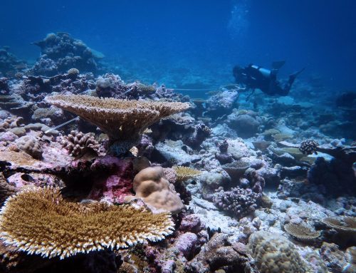 Wie sich geschützte Riffe im Indischen Ozean nach Korallenbleiche erholen