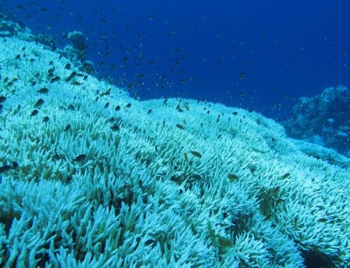 Neue Studie zur Anpassungsfähigkeit von großen Korallenriffen an die Klimaerwärmung