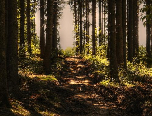 Klimawandel: Bundesregierung will 900 Millionen Euro in den Wald stecken
