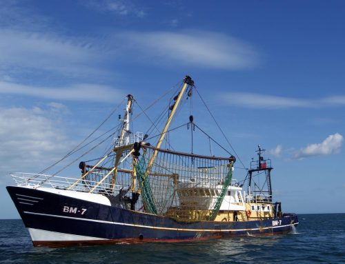 Thema Überfischung – Internationales Wissenschaftsmagazin veröffentlicht neue Forschungsergebnisse