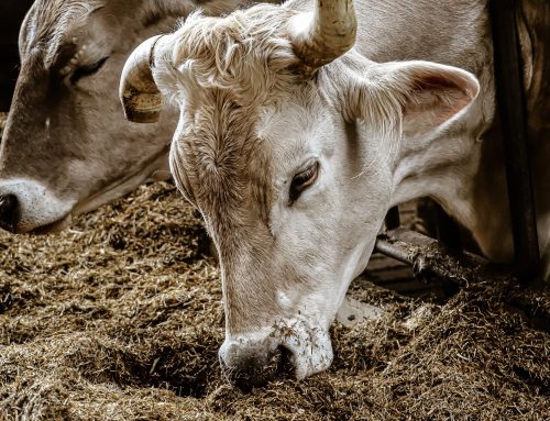 Tierschutzbund: Özdemirs Tierhaltungskennzeichen für Fleisch ist Etikettenschwindel