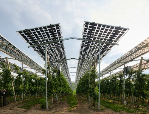 Warum kleinere Anlagen und hoch aufgeständerte Systeme bessere Chancen für die Agri-Photovoltaik bieten