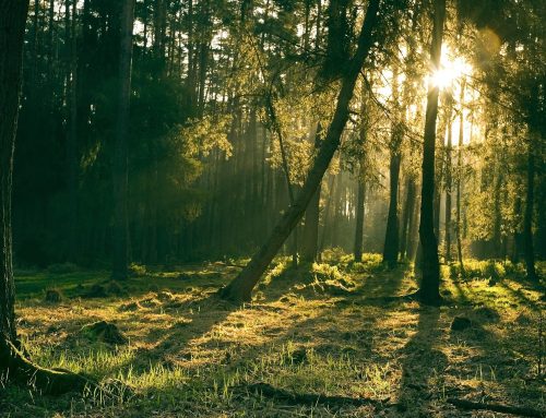 Warum die Umwandlung von Wäldern und Grünland die Hauptursache für den Verlust der biologischen Vielfalt ist