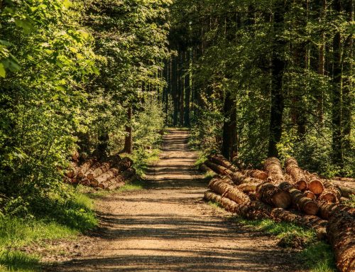 Warum gemischte Baumbestände für den Klimawandel gut sein können