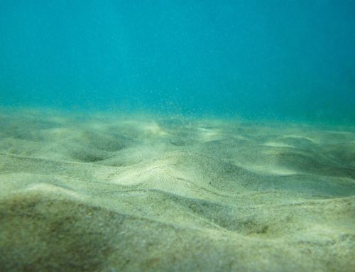 Der Klimawandel gefährdet die Lebensräume von Meeresorganismen