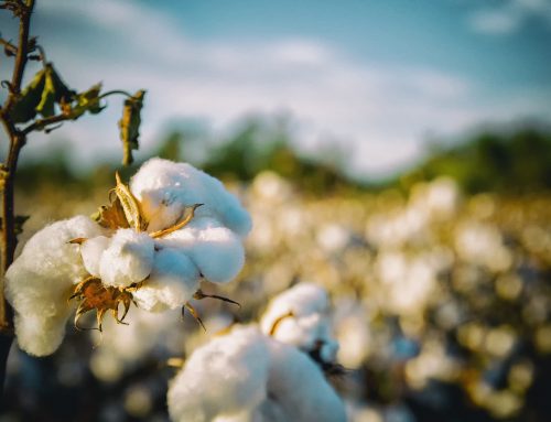 Alessandro Esposito von OFF GRID erklärt – die wichtigsten Fakten über Bio-Baumwolle