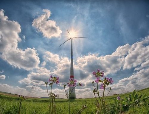 NABU: Windenergie-Pläne der Bundesregierung beschleunigen Artensterben – und LNG Pläne vor Gericht stoppen