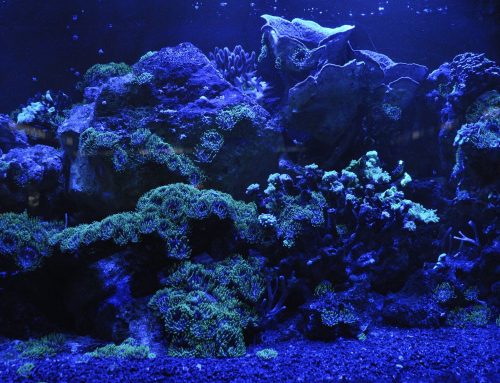 Neue Studie liefert ersten umfassenden Überblick über den Sauerstoffverlust in Korallenriffen