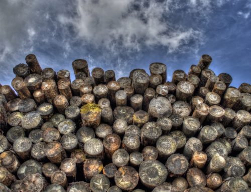 Forstwirtschaft drängt auf Anerkennung von Holz als „erneuerbare Energiequelle“ für Heizungen