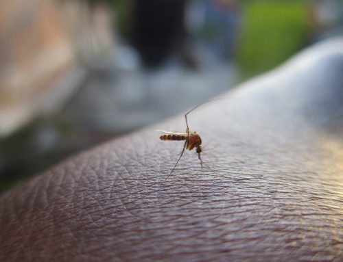 Wie sich das Dengue-Fieber zu einem wachsenden Problem auswächst