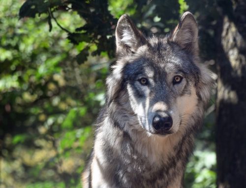 Steffi Lemke: Die Jagd auf Wölfe soll in Deutschland künftig leichter möglich sein als bisher