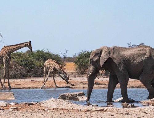 Warum Elefanten, Giraffen & Co  vielfältige Ökosysteme fördern