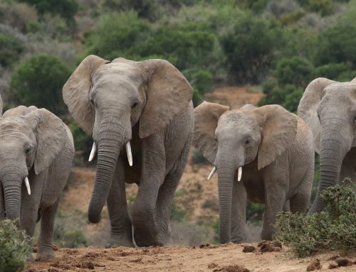 Botswanas „Geschenk“ von 20.000 Elefanten beschreibt einen wichtigen Zielkonflikt