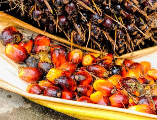 Indonesiens riskantes Spiel mit dem Palmöl Industrialisierung versus langfristiger ökologischer und sozialer Kosten