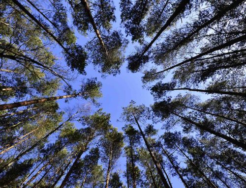 Warum der Waldzustand 2024 trotz feuchtem Winter nach wie vor bedrohlich ist.
