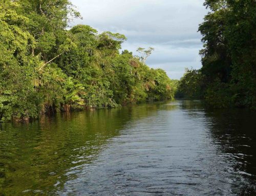 Brasilien wirbt für globalen Regenwaldfonds – „Tropical Forests Forever Fund“ soll 125 Milliarden Dollar mobilisieren