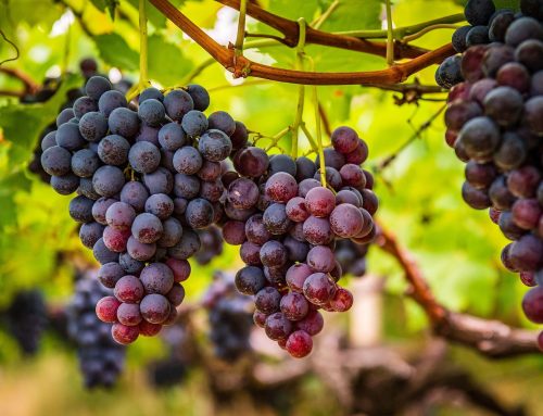Wie der Klimawandel den Wein trifft