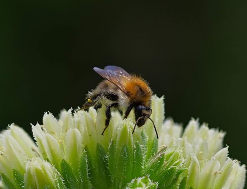 Blattkunst mit Biss – Die Garten-Blattschneiderbiene begeistert Schleswig-Holstein