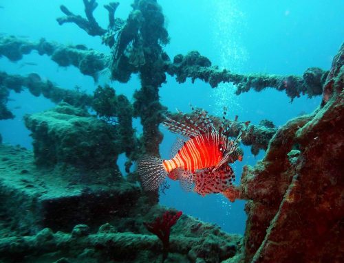 Stille, bitte: Auf der UN-Ozeankonferenz in Nizza formiert sich eine ungewöhnliche Koalition gegen den Lärm unter Wasser