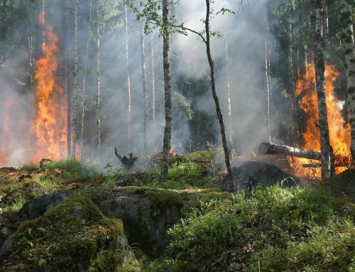 Feuer, das bleibt Waldbrände als Klimatreiber – und was dagegen getan werden müsste